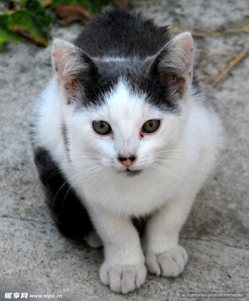 猫