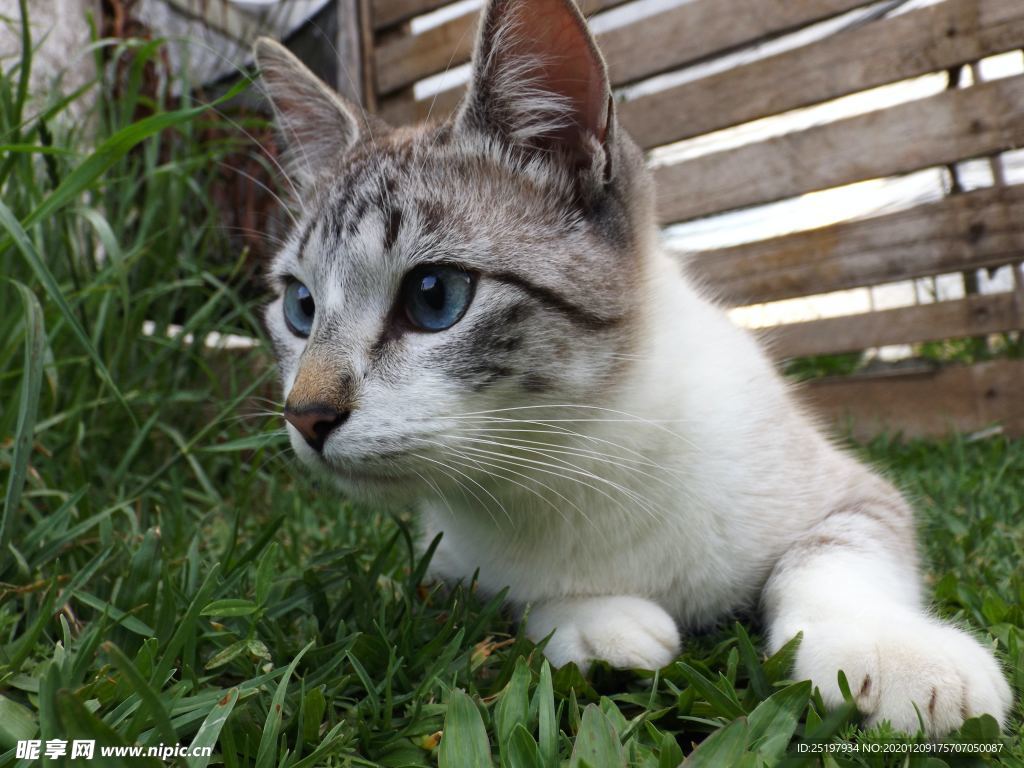 猫
