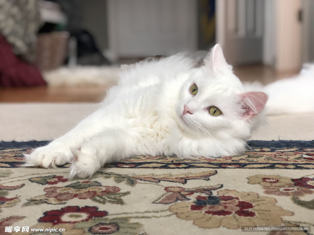 猫
