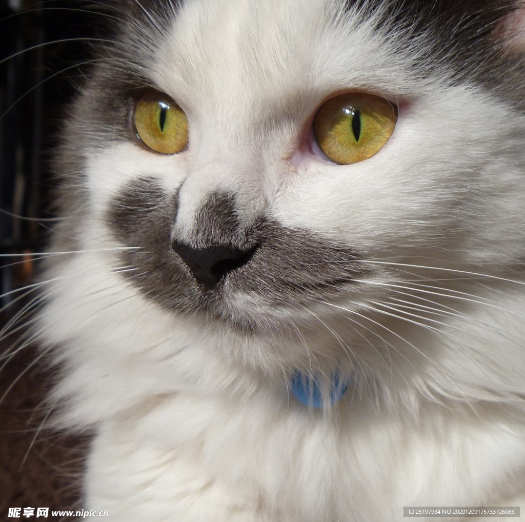猫