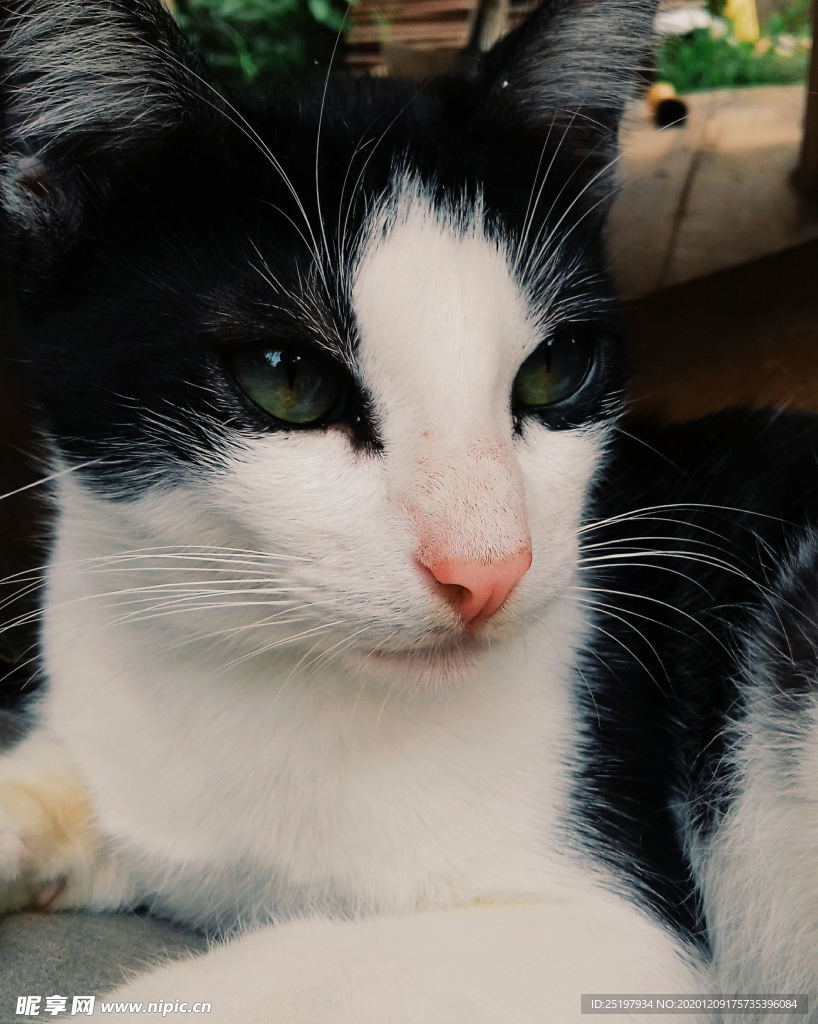 猫