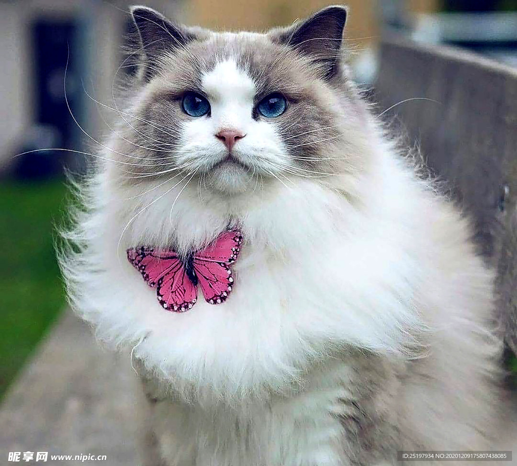 猫