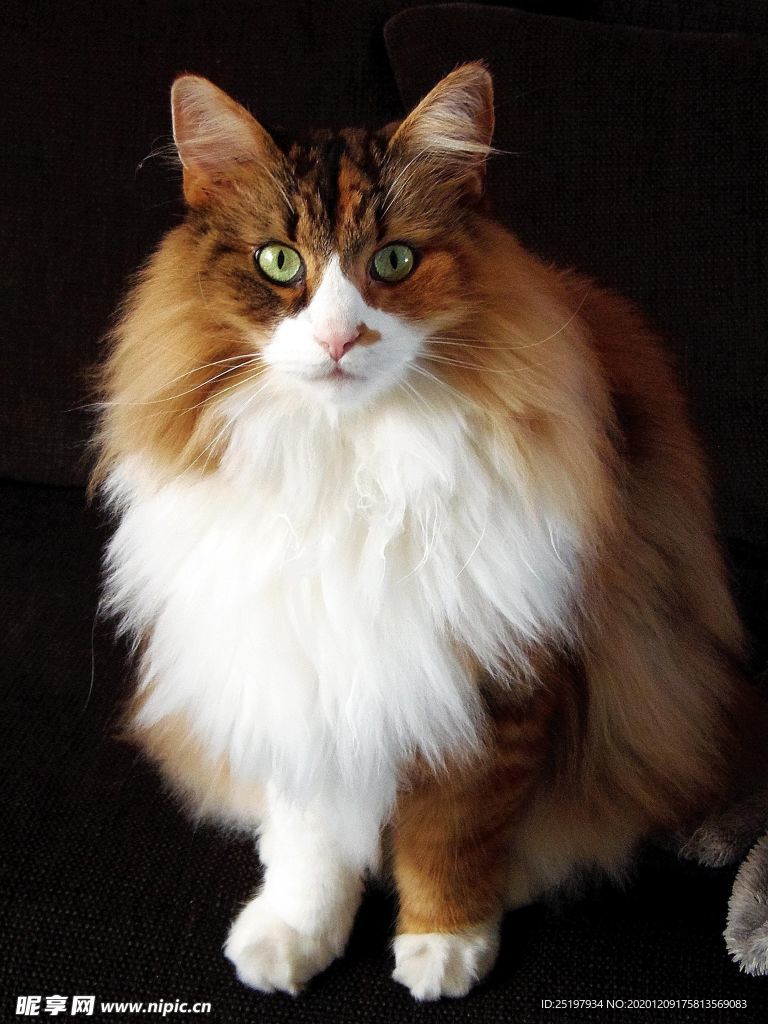 猫