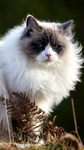 猫