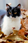 猫