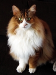 猫