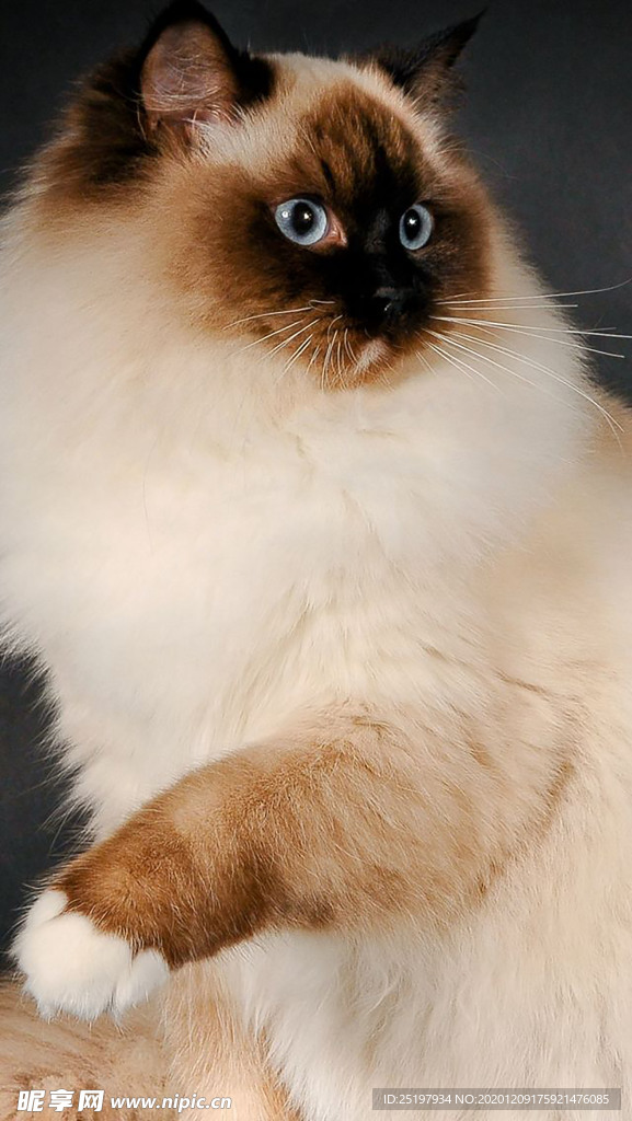 猫