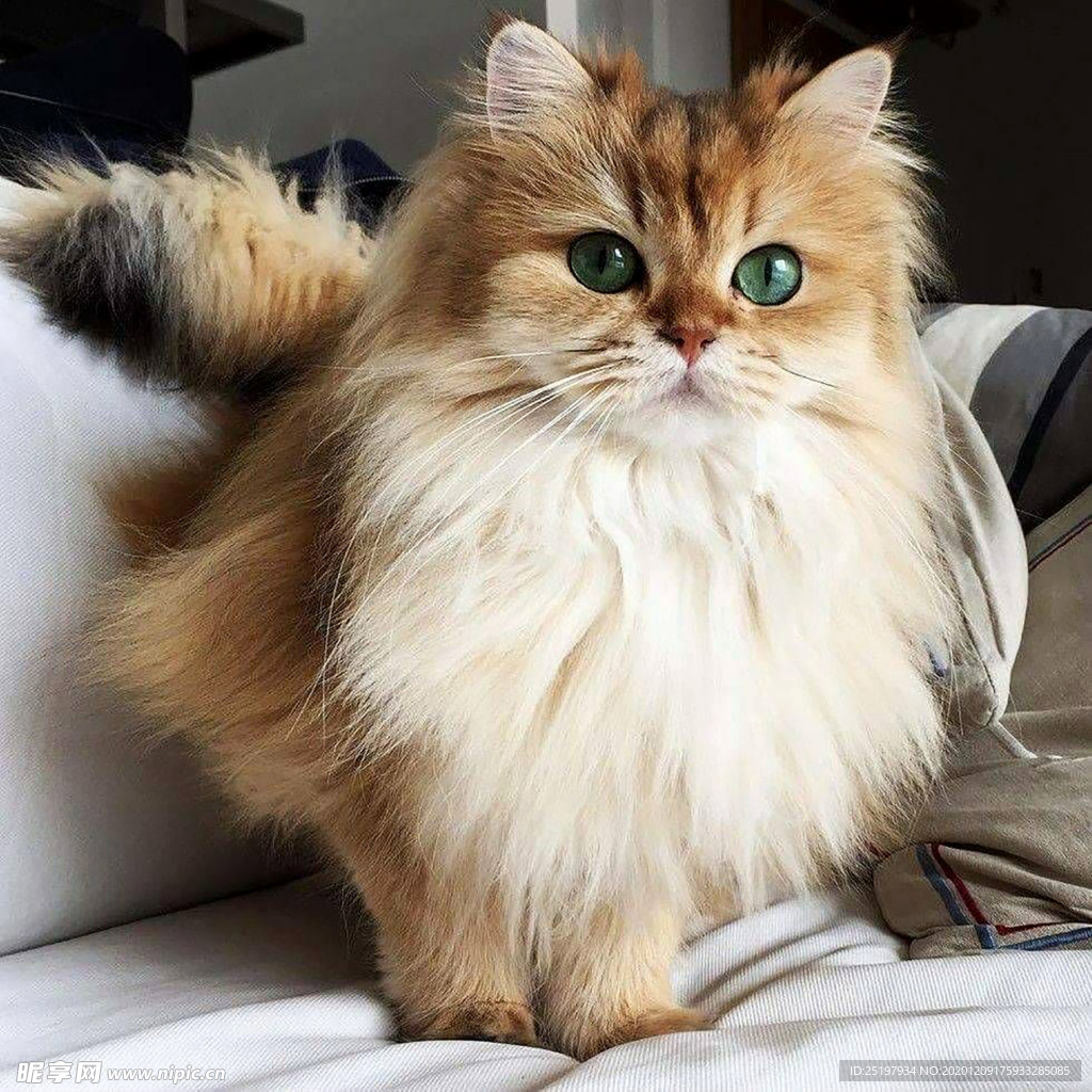 猫