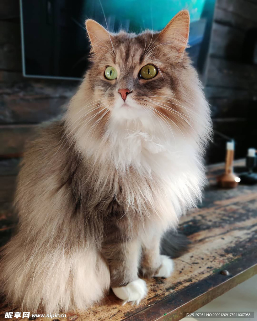猫