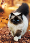 猫