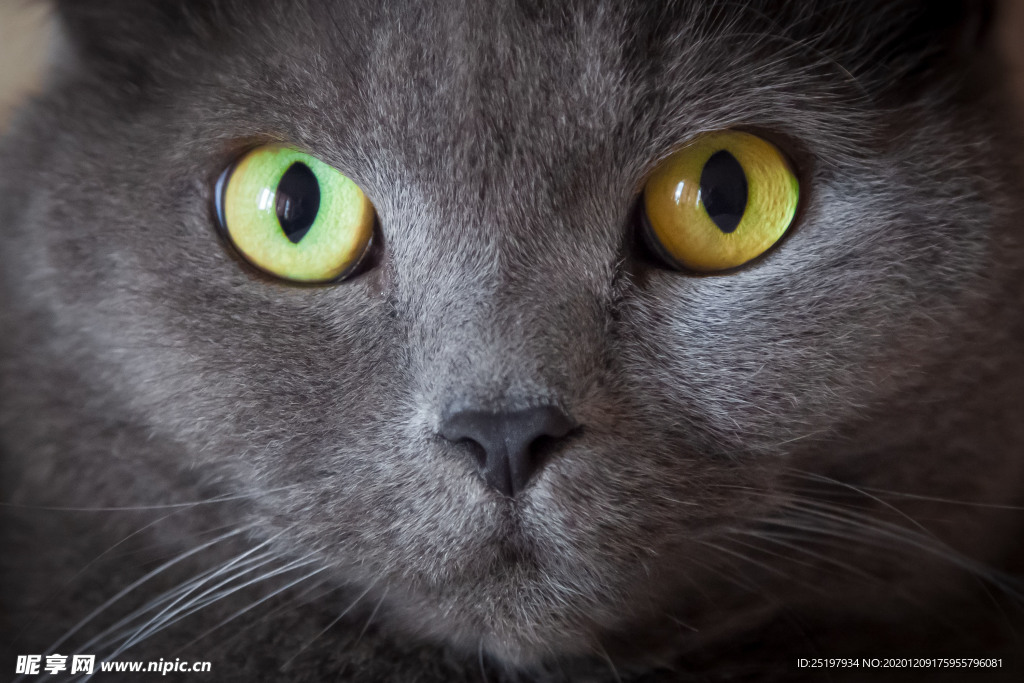 猫