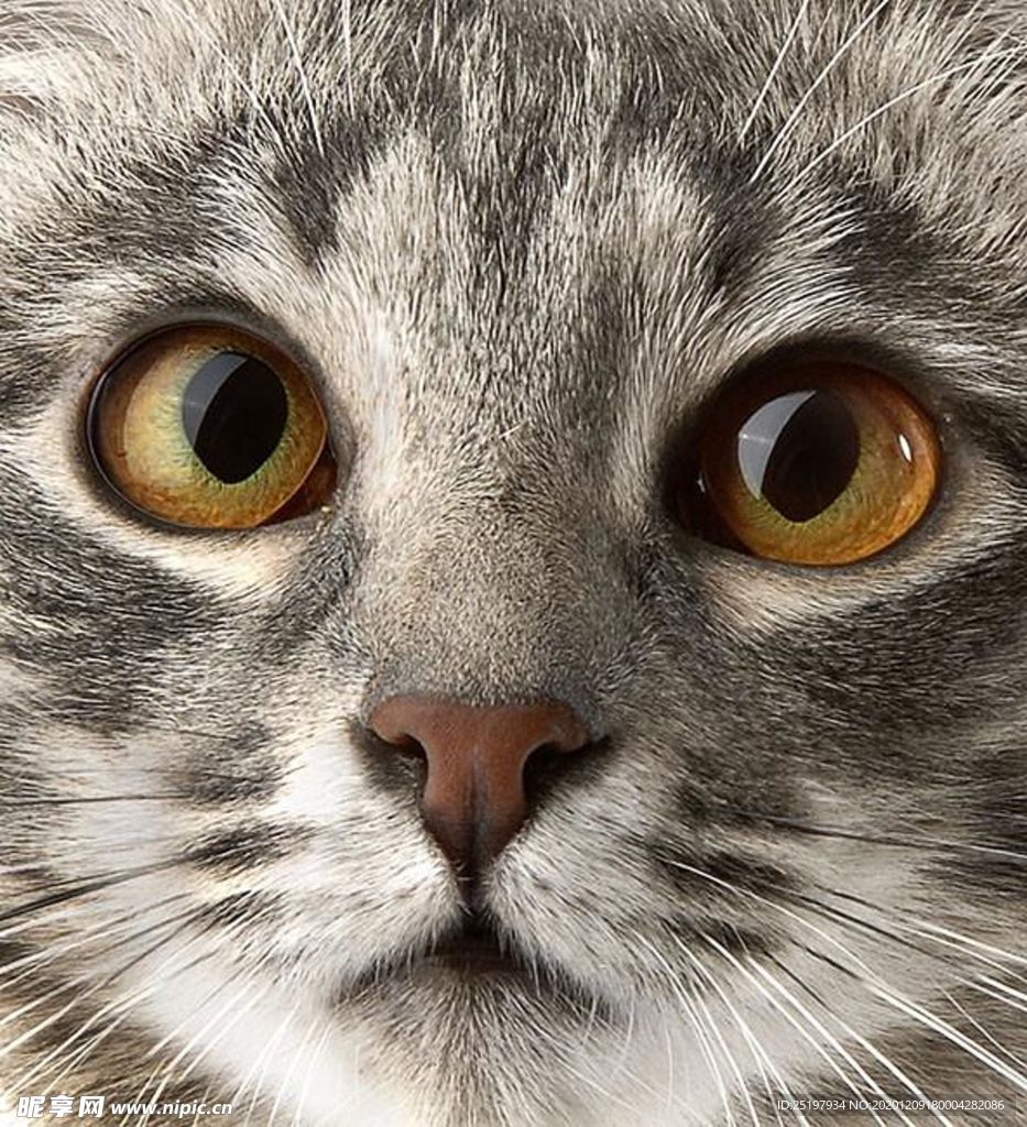 猫