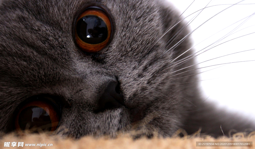 猫