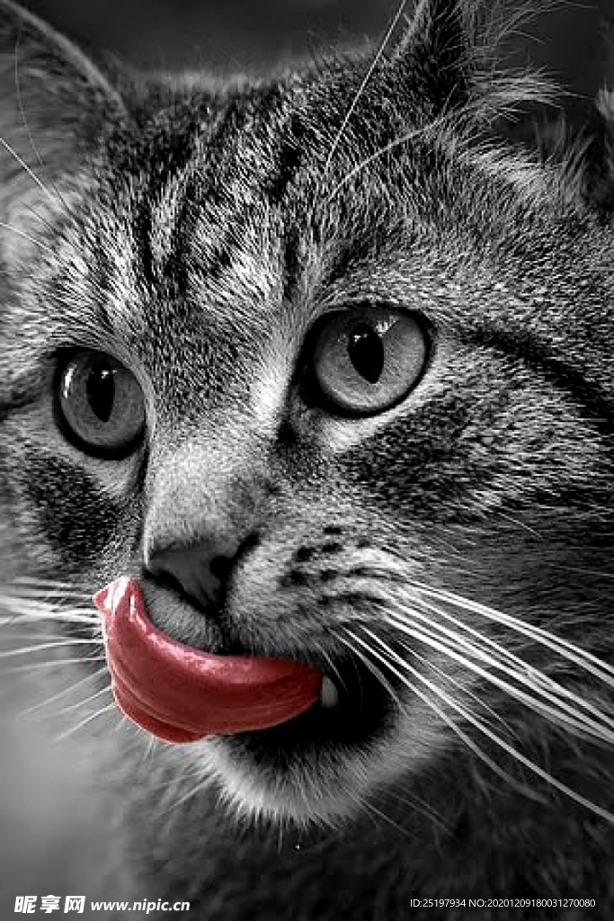 猫