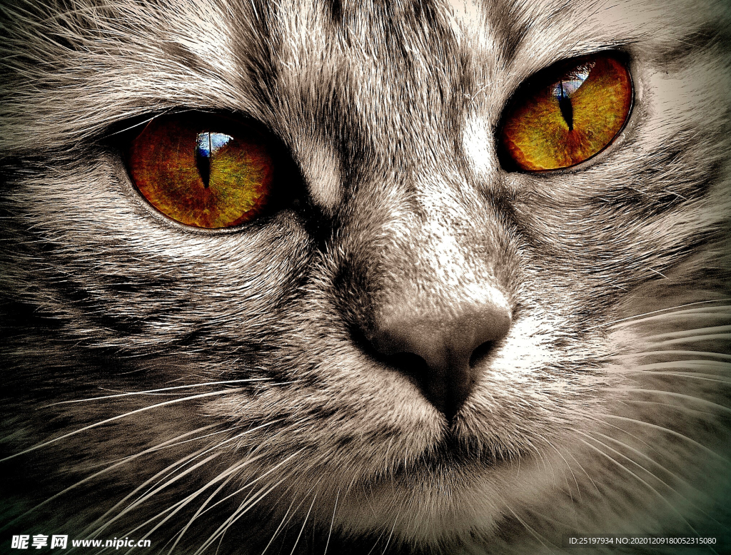 猫