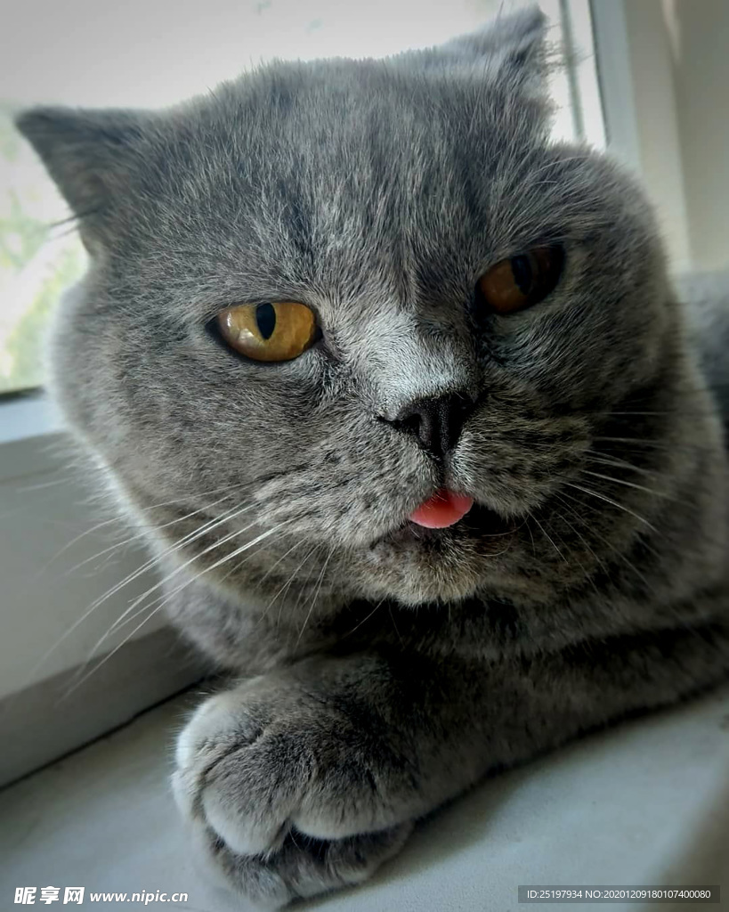 猫