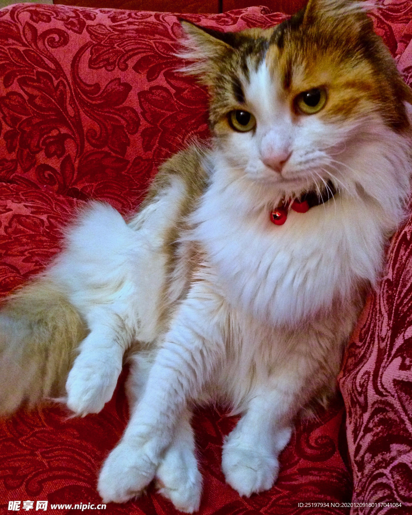 猫
