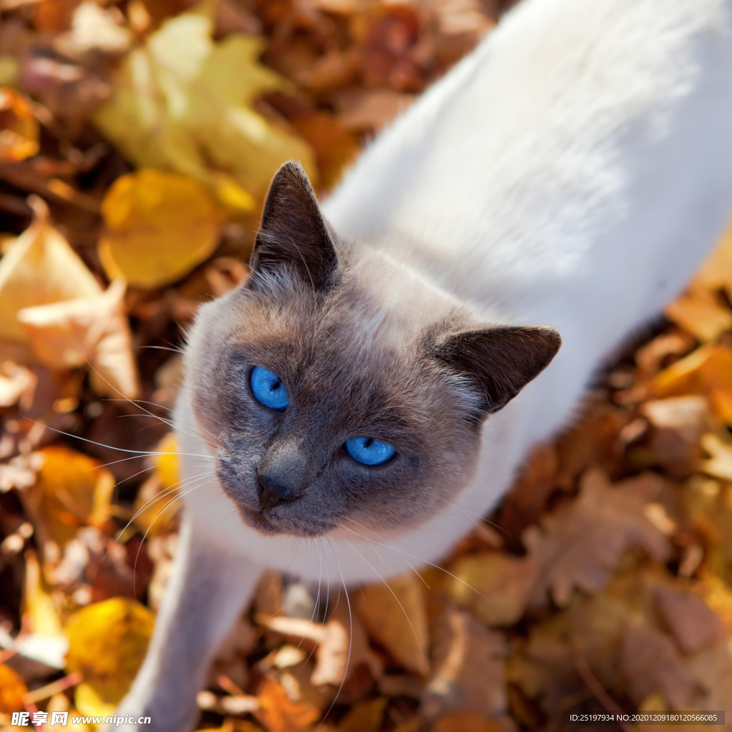 猫
