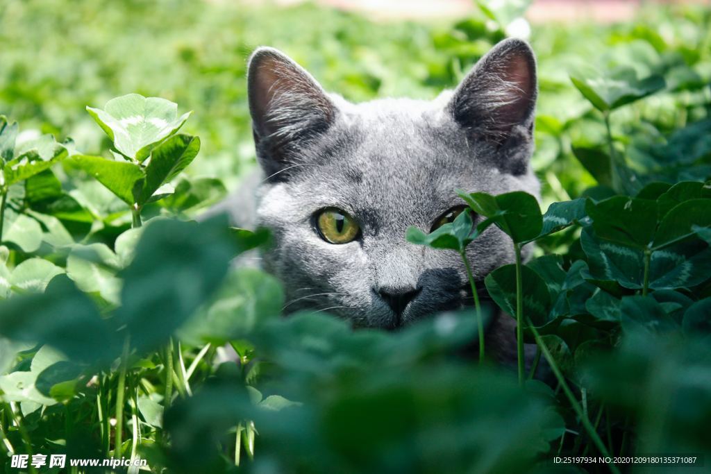 猫