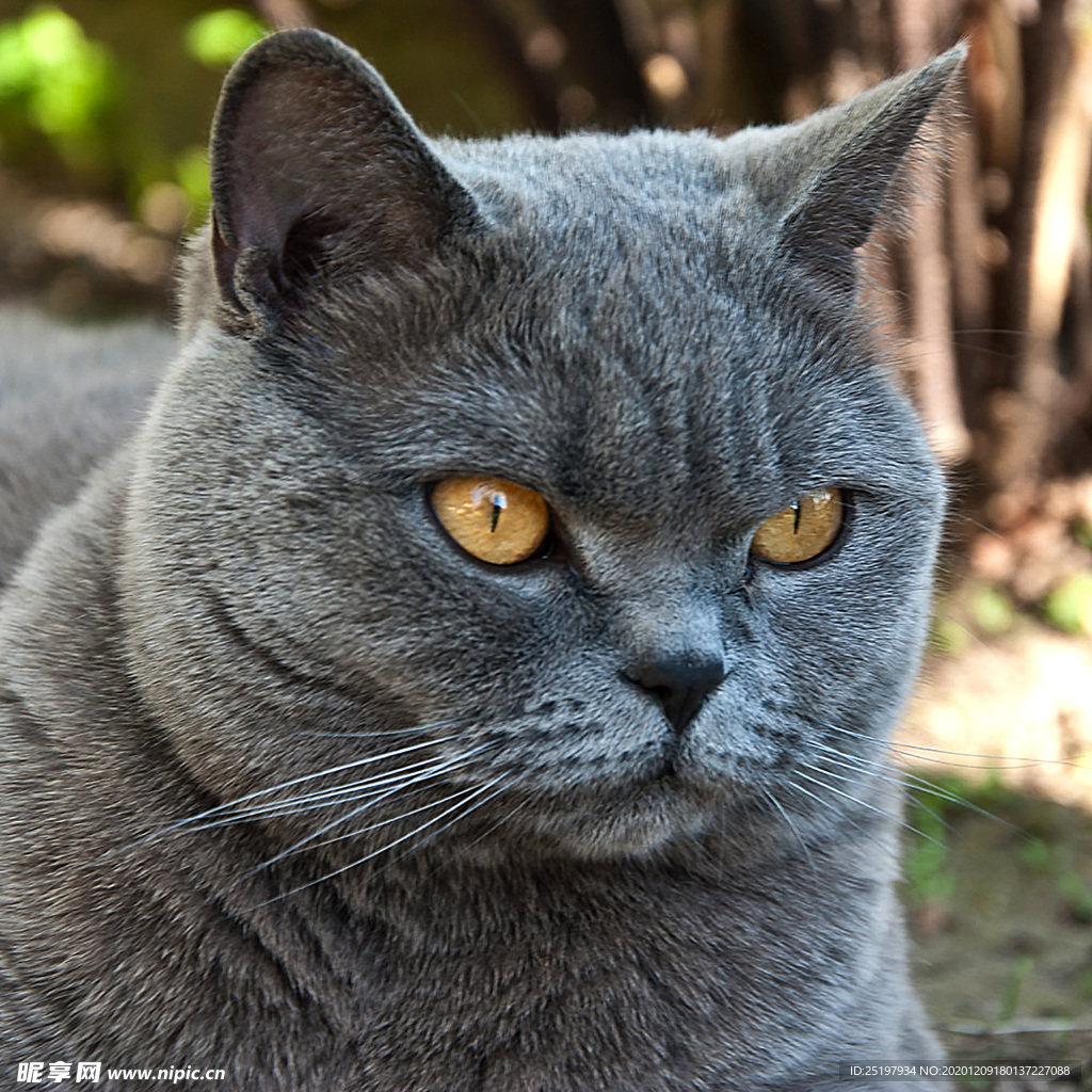 猫