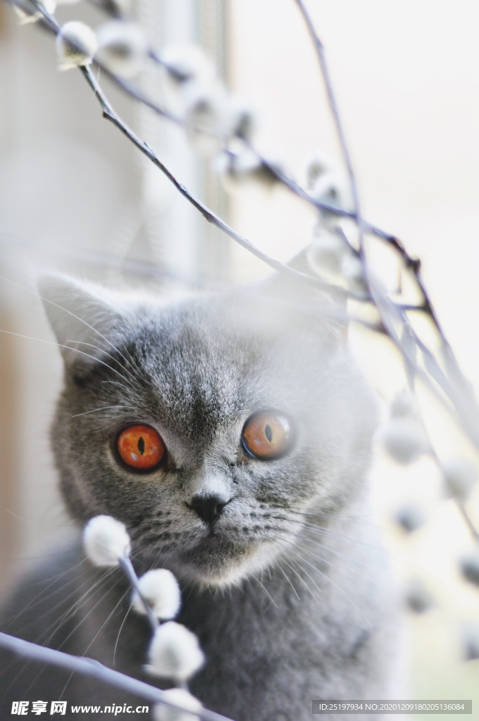 猫