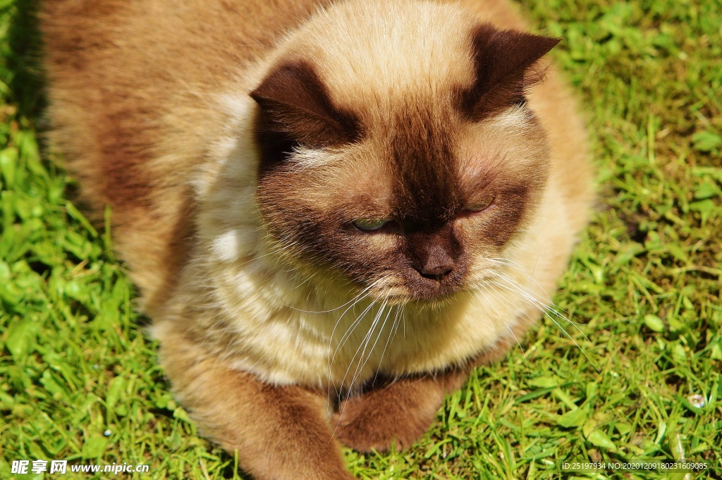 猫