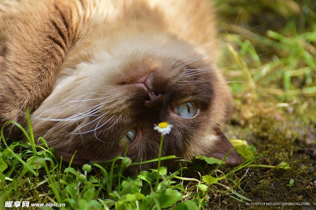 猫