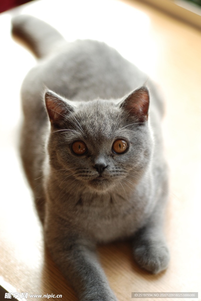 猫