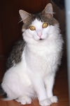 猫