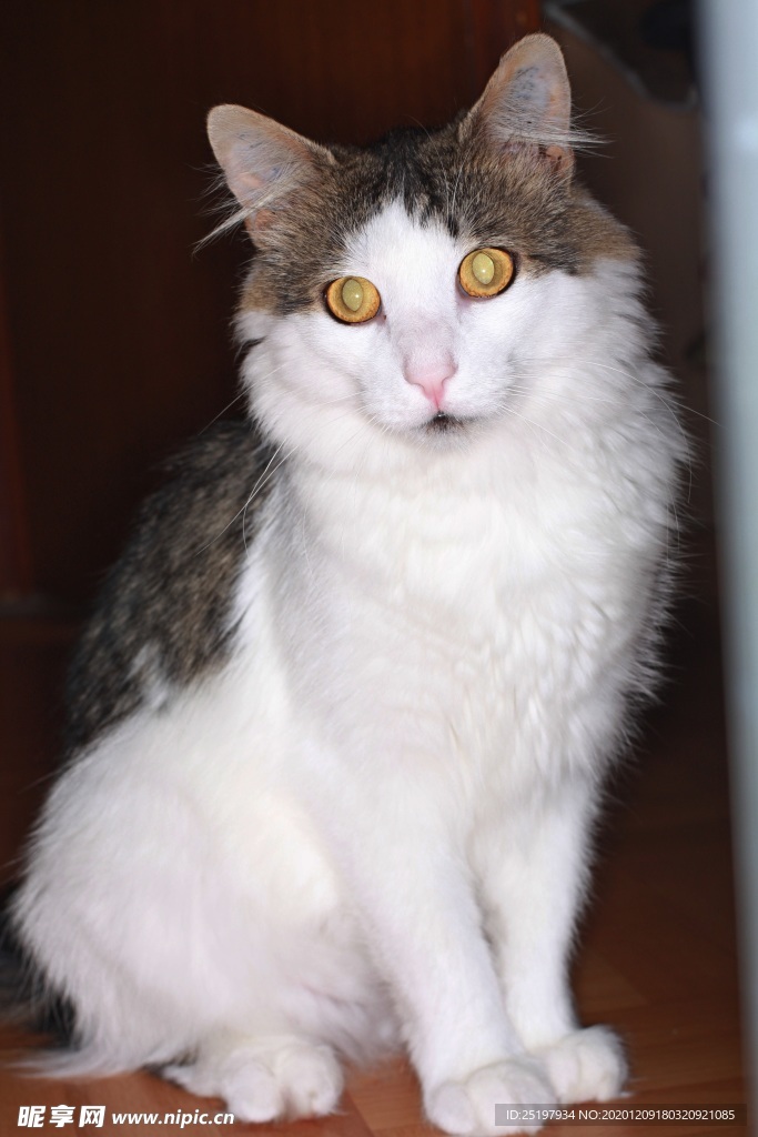 猫