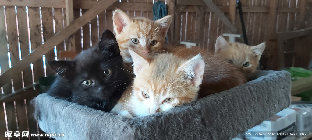 猫