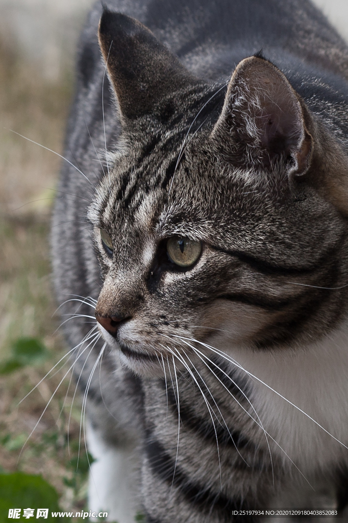 猫