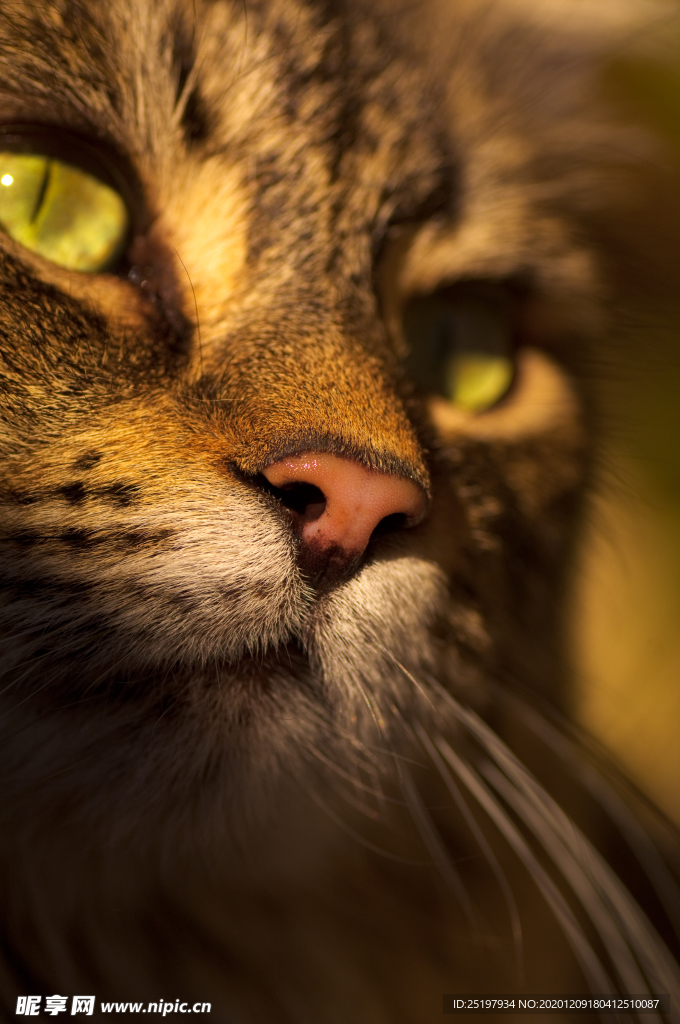 猫