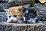 猫