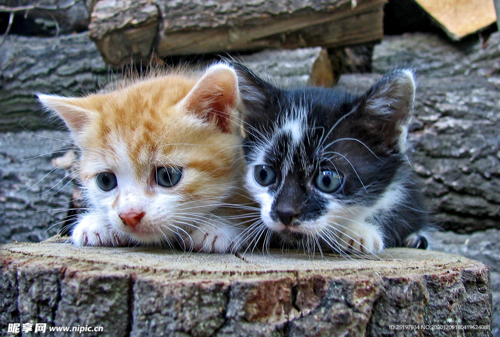 猫