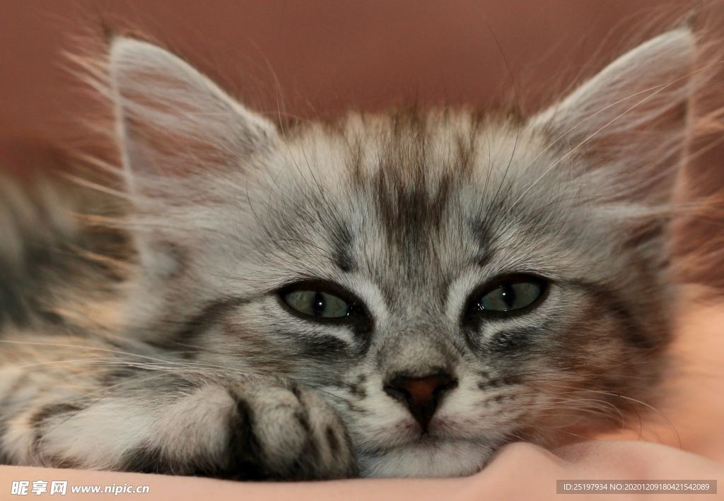 猫