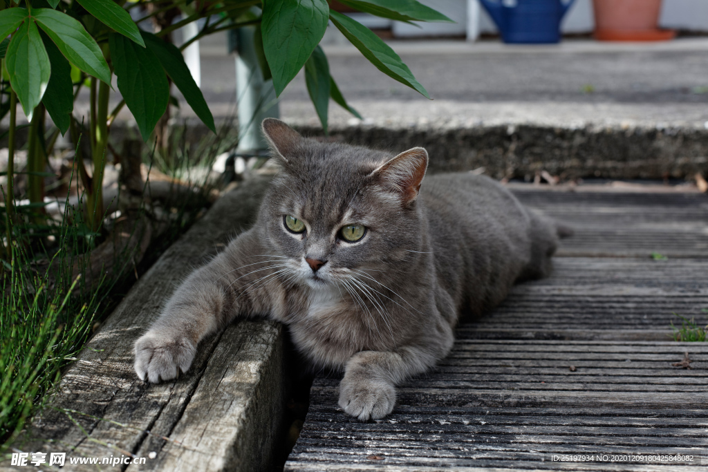 猫