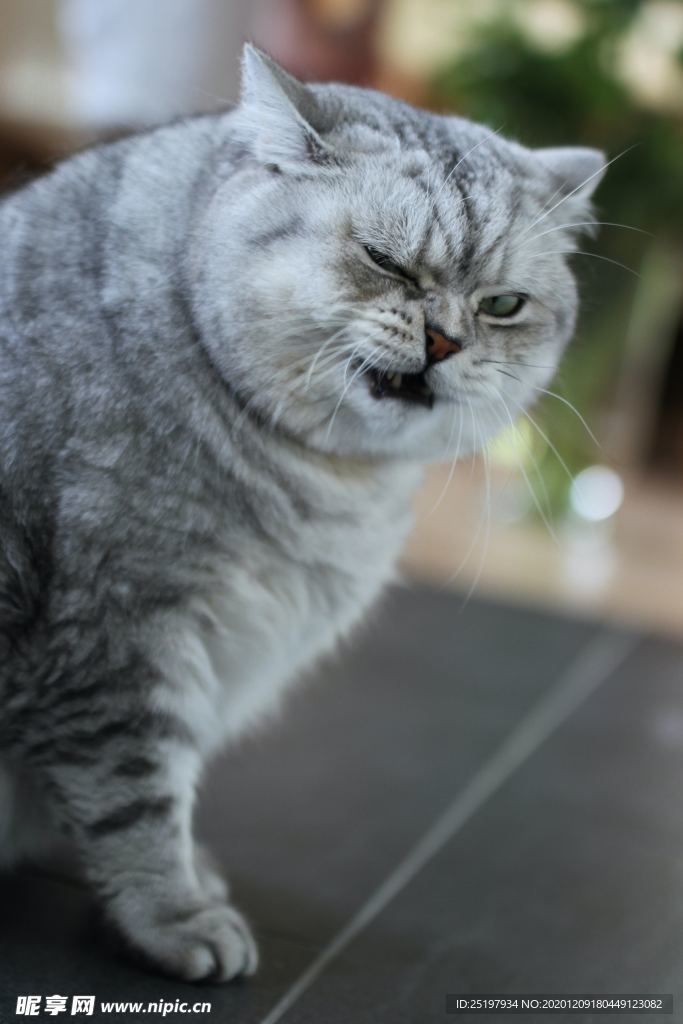 猫