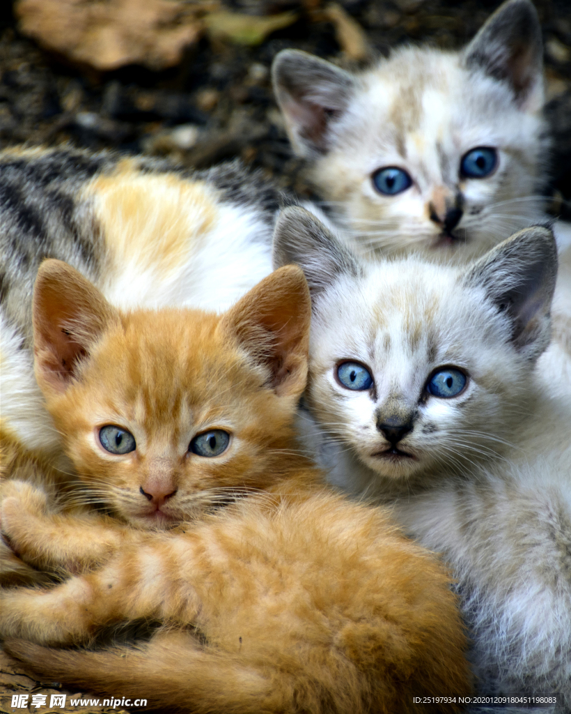 猫咪