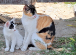 猫