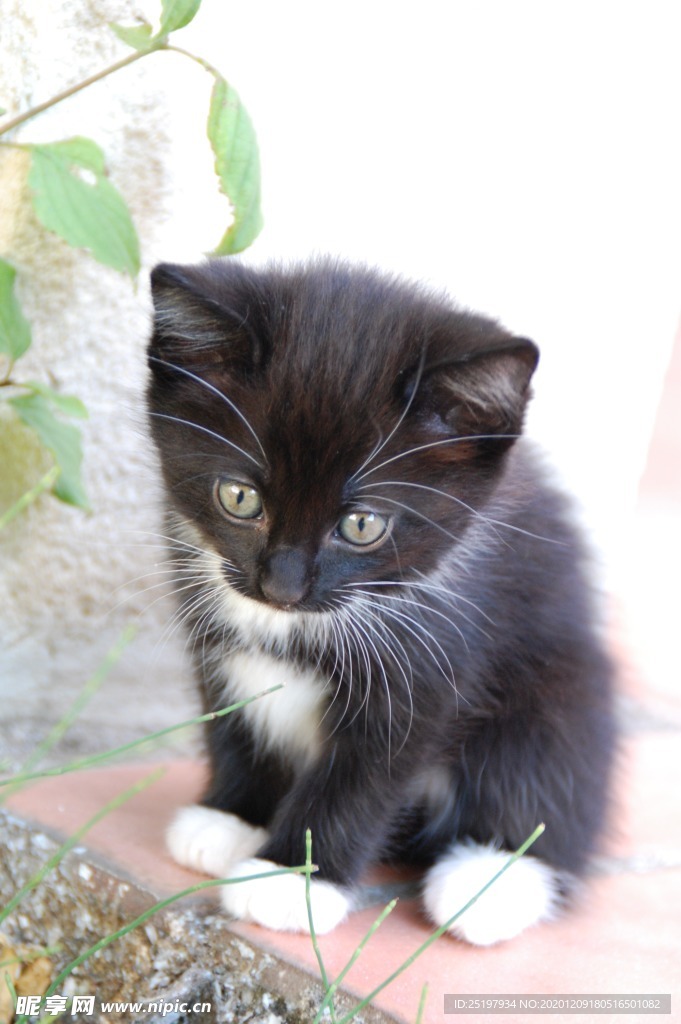 猫