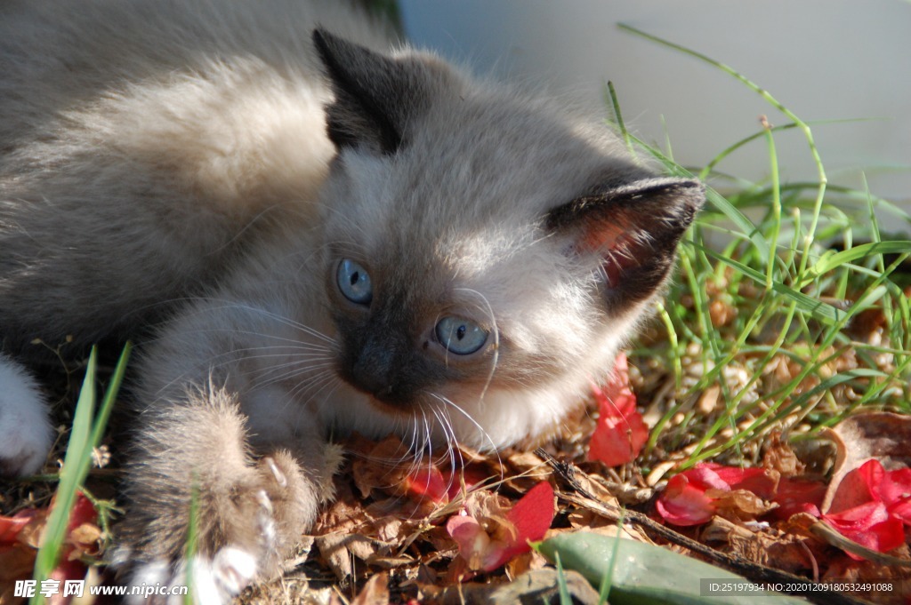 猫