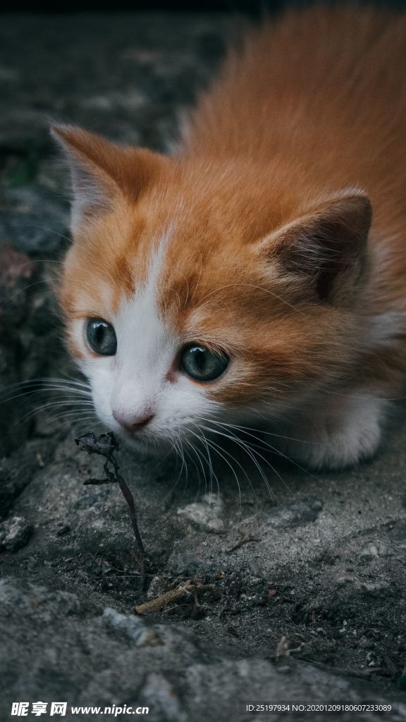猫