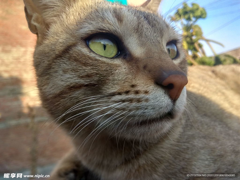 猫