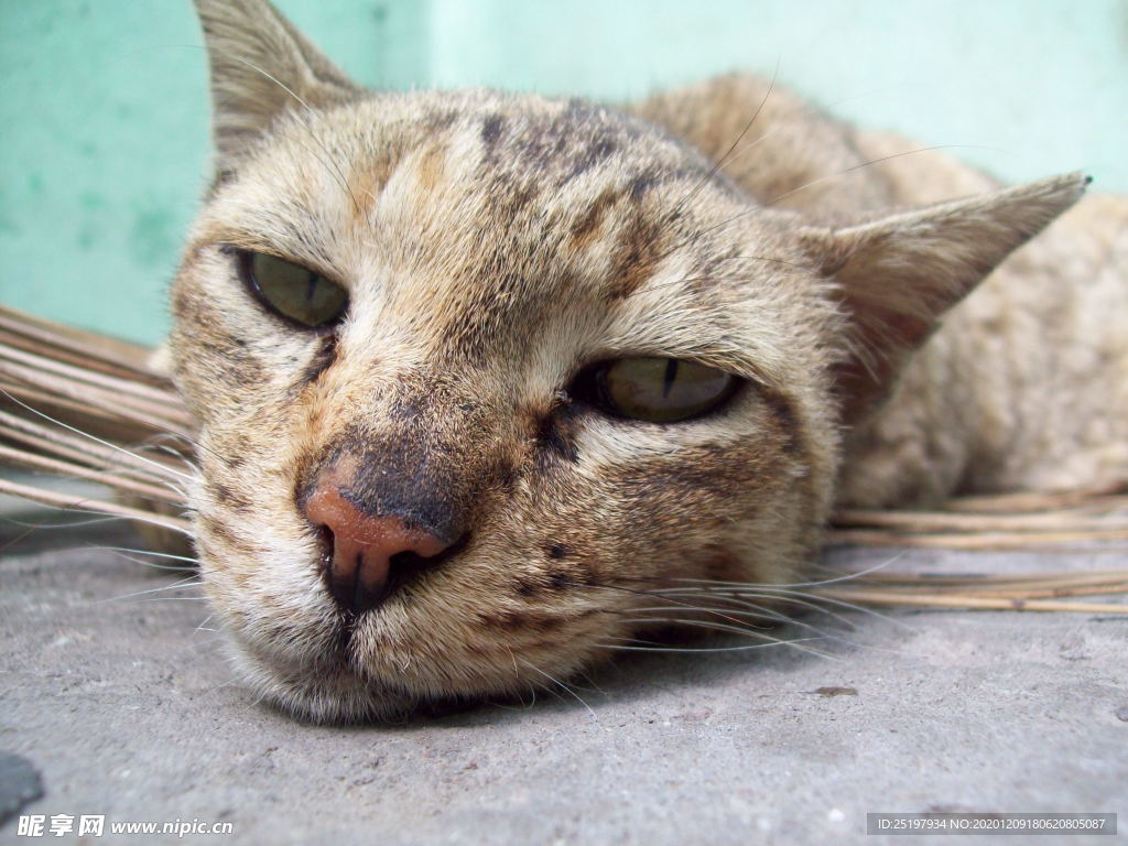 猫