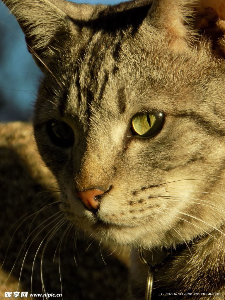 猫
