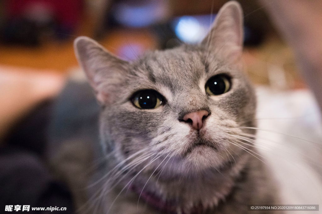 猫