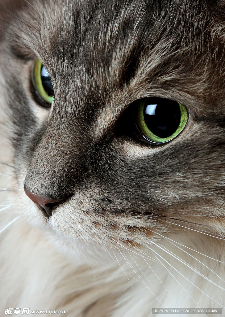猫