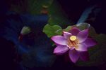 禅意 莲花摄影