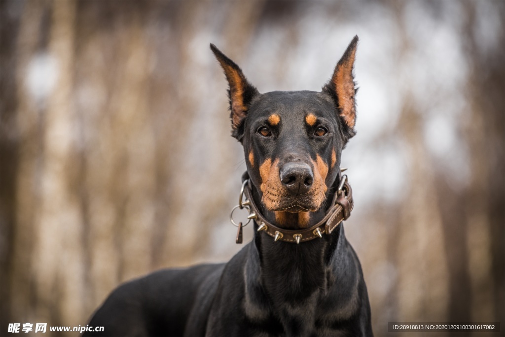 杜宾犬